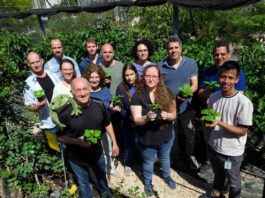 Instituto Weizmann cria planta capaz de produzir compostos psicodélicos com potencial para revolucionar tratamentos em saúde mental